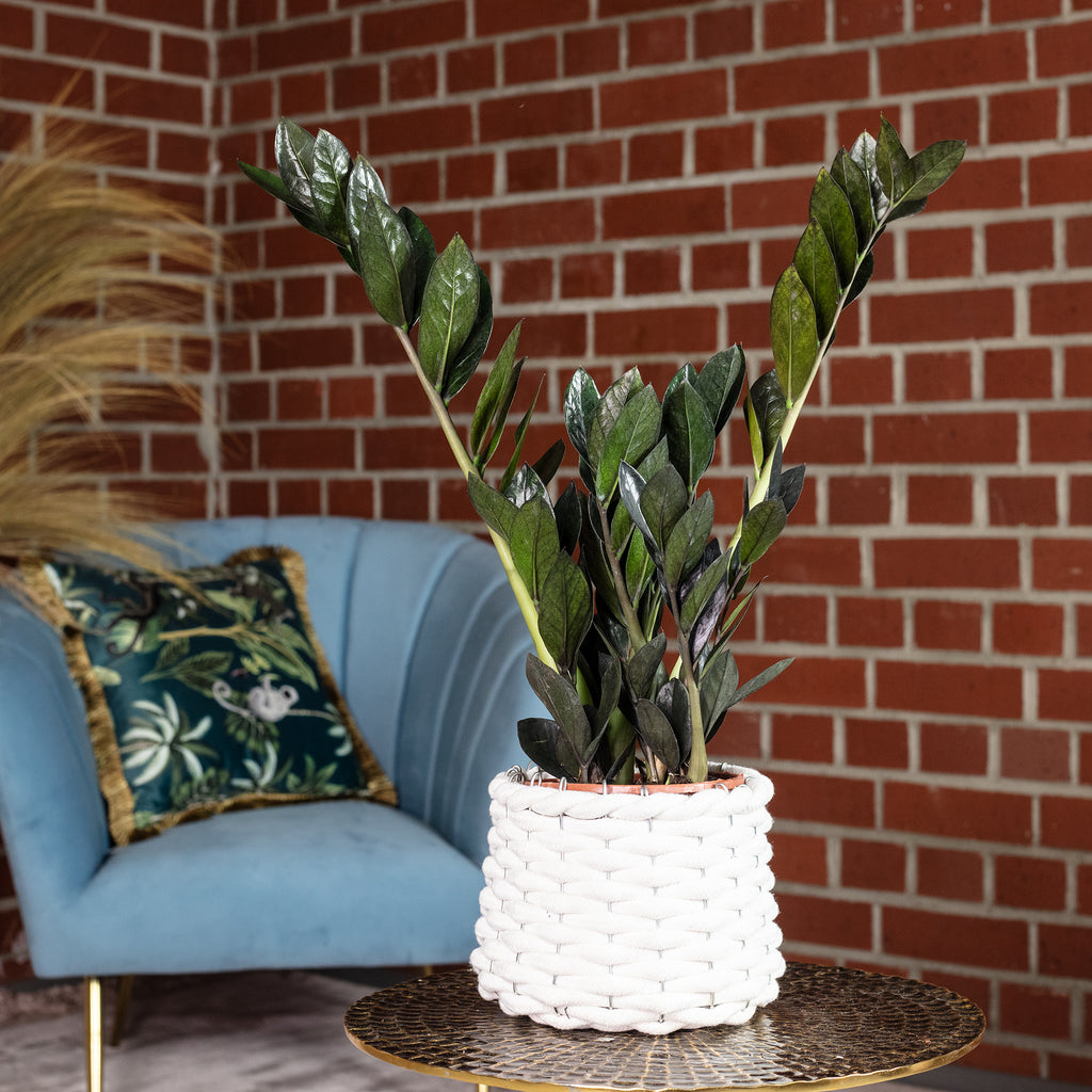 Glücksfeder 'Raven' 4+ - schwarze Zamioculcas zamiifolia - Höhe ca. 35 cm, Topf-Ø 14 cm