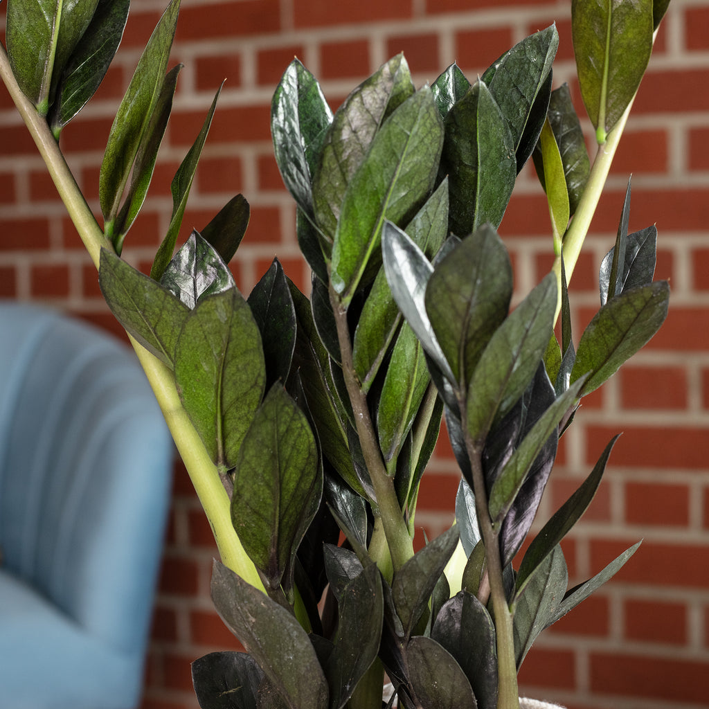 Glücksfeder 'Raven' 4+ - schwarze Zamioculcas zamiifolia - Höhe ca. 35 cm, Topf-Ø 14 cm