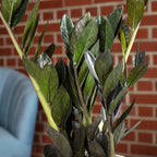 Glücksfeder 'Raven' 4+ - schwarze Zamioculcas zamiifolia - Höhe ca. 35 cm, Topf-Ø 14 cm
