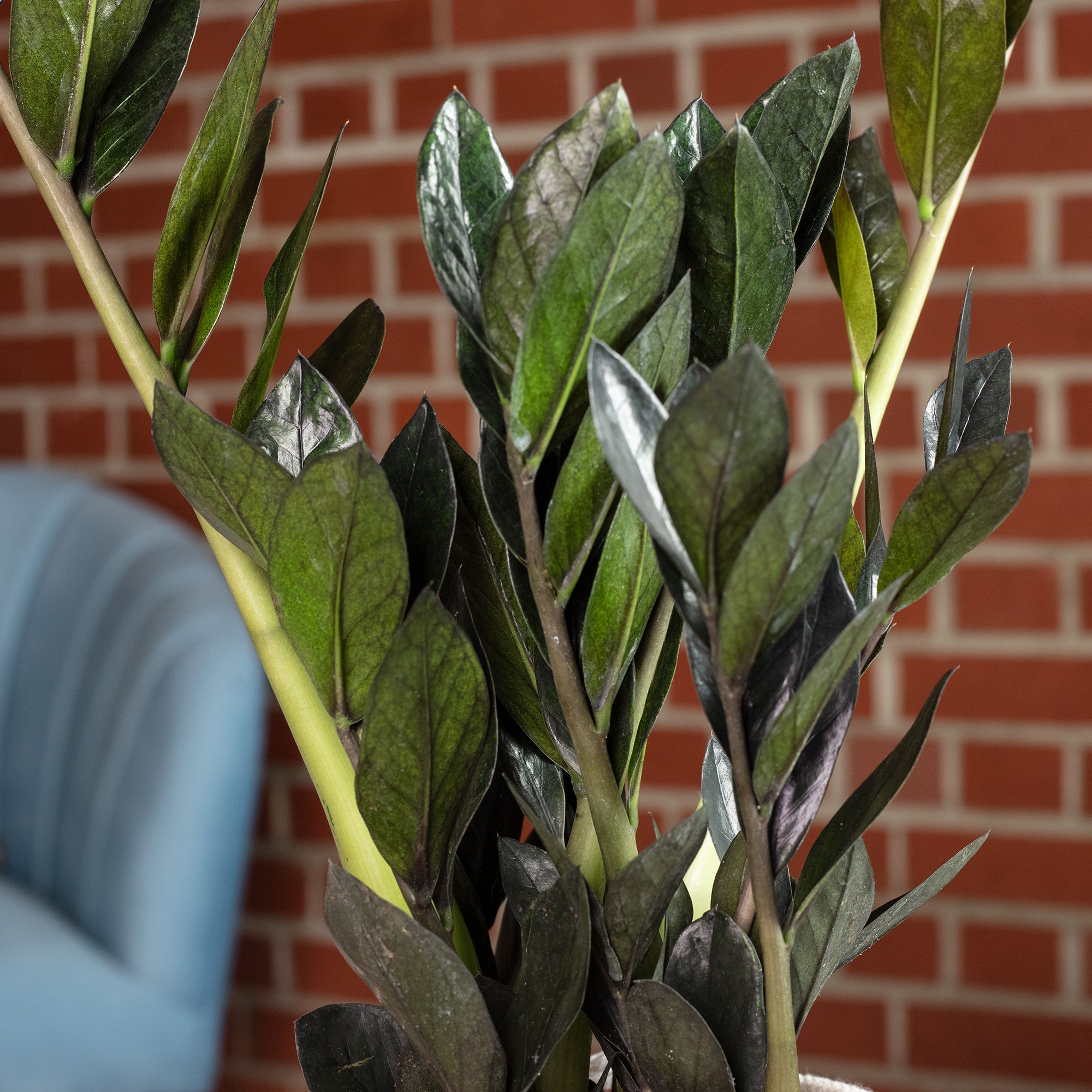Glücksfeder 'Raven' 4+ - schwarze Zamioculcas zamiifolia - Höhe ca. 35 cm, Topf-Ø 14 cm