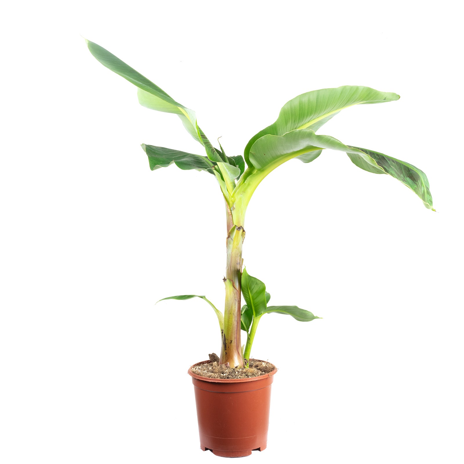 Bananenpflanze - Musa 'Dwarf Cavendish' - 95 cm