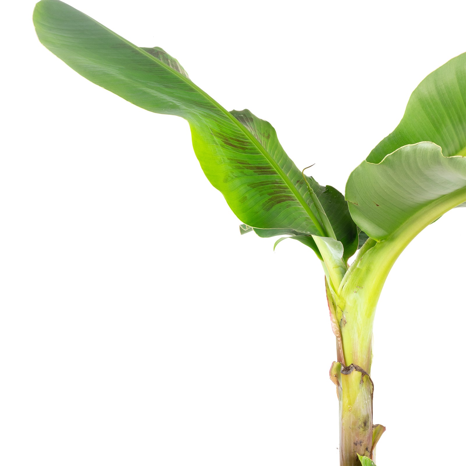 Bananenpflanze - Musa 'Dwarf Cavendish' - 95 cm