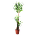 Palmlilie 3-stämmig - Yucca Elephantipes Palme 120/60/30 - Höhe ca. 170 cm, Topf-Ø 27 cm