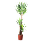 Palmlilie 3-stämmig - Yucca Elephantipes Palme 120/60/30 - Höhe ca. 170 cm, Topf-Ø 27 cm