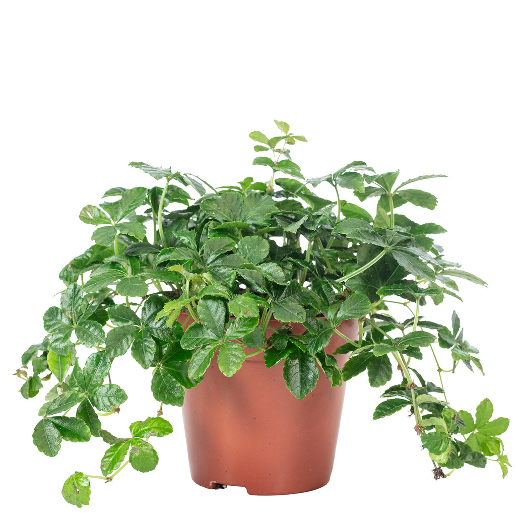 Zimmerwein 'Smit Verona Vein' - Parthenocissus striata - Höhe ca. 20 cm, Topf-Ø 12 cm