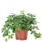 Zimmerwein 'Smit Verona Vein' - Parthenocissus striata - Höhe ca. 20 cm, Topf-Ø 12 cm