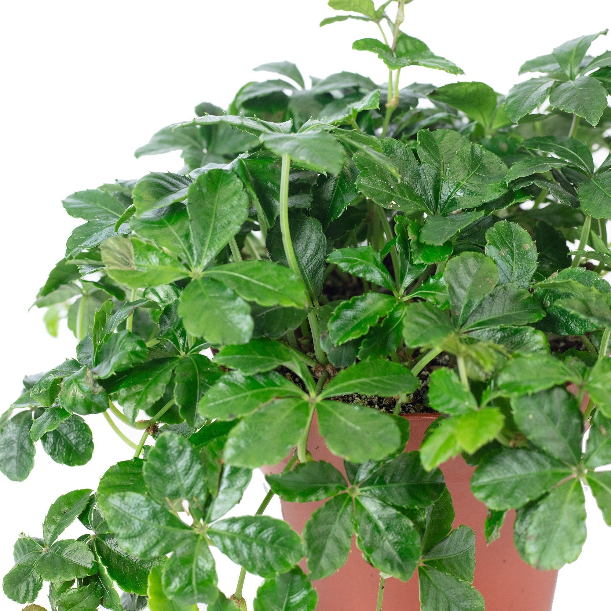 Zimmerwein 'Smit Verona Vein' - Parthenocissus striata - Höhe ca. 20 cm, Topf-Ø 12 cm