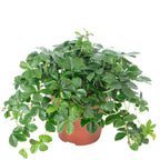 Zimmerwein 'Smit Verona Vein' - Parthenocissus striata - Höhe ca. 20 cm, Topf-Ø 12 cm