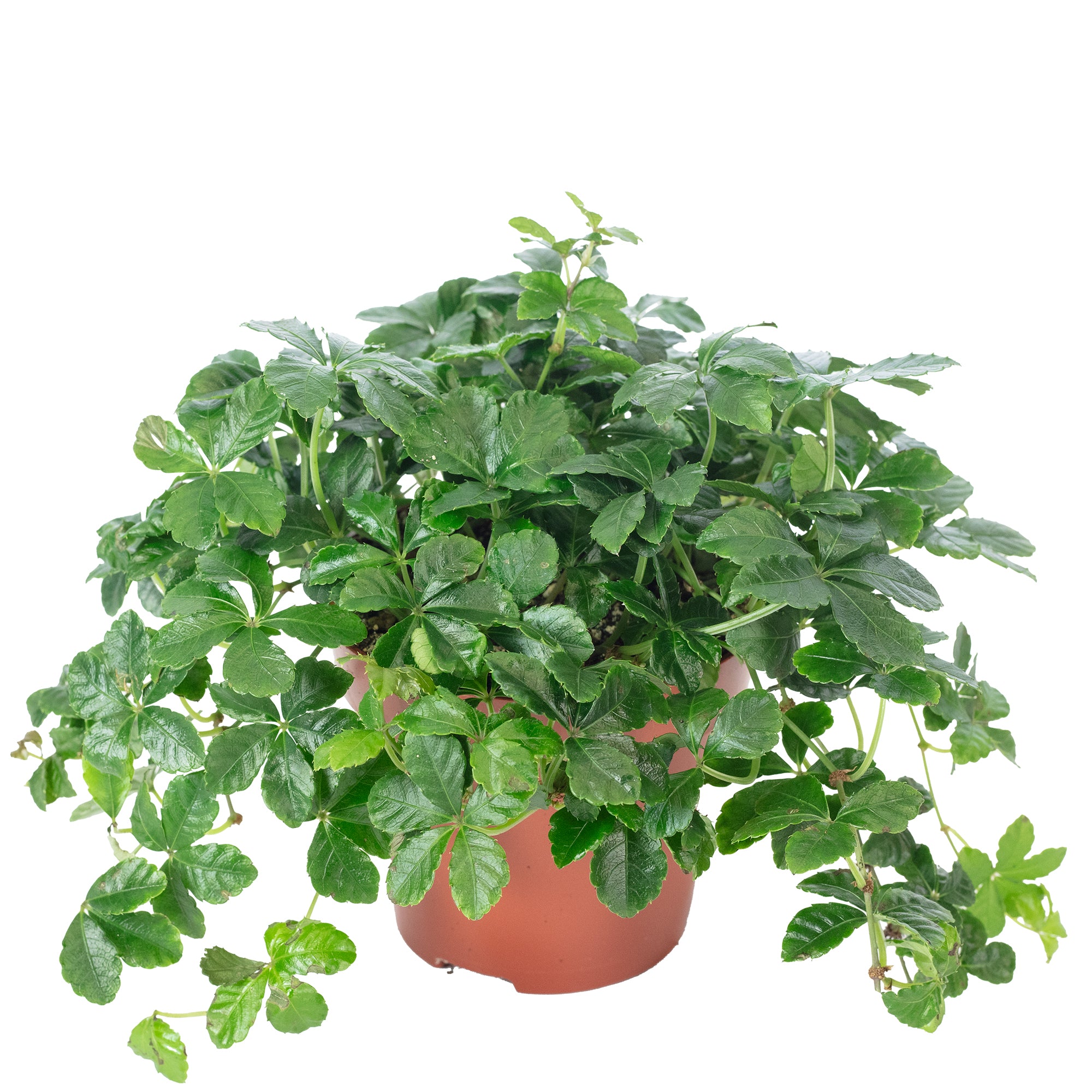 Zimmerwein 'Smit Verona Vein' - Parthenocissus striata - Höhe ca. 20 cm, Topf-Ø 12 cm