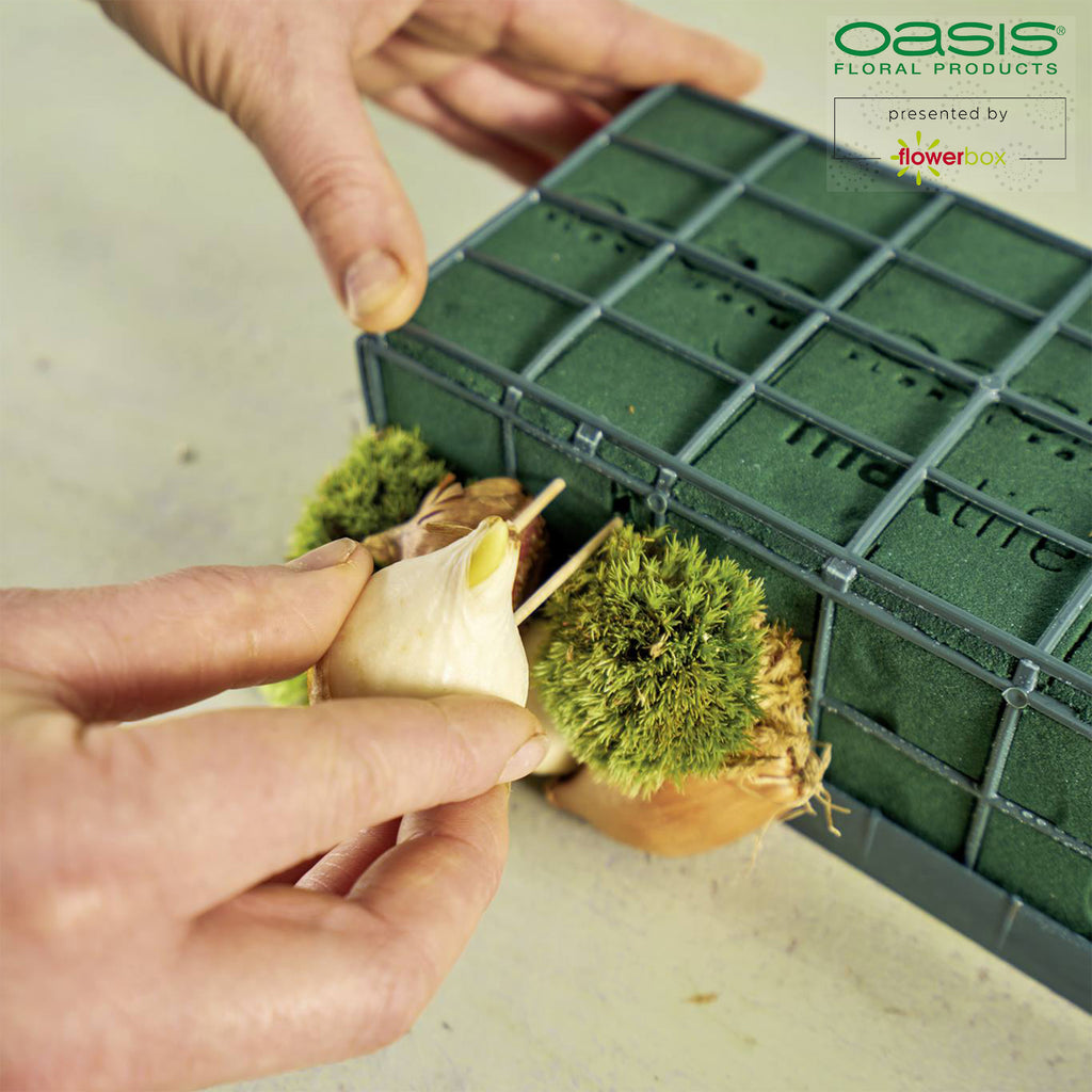OASIS® Car Corso - 11 x 11 x 9cm - 2 pcs.