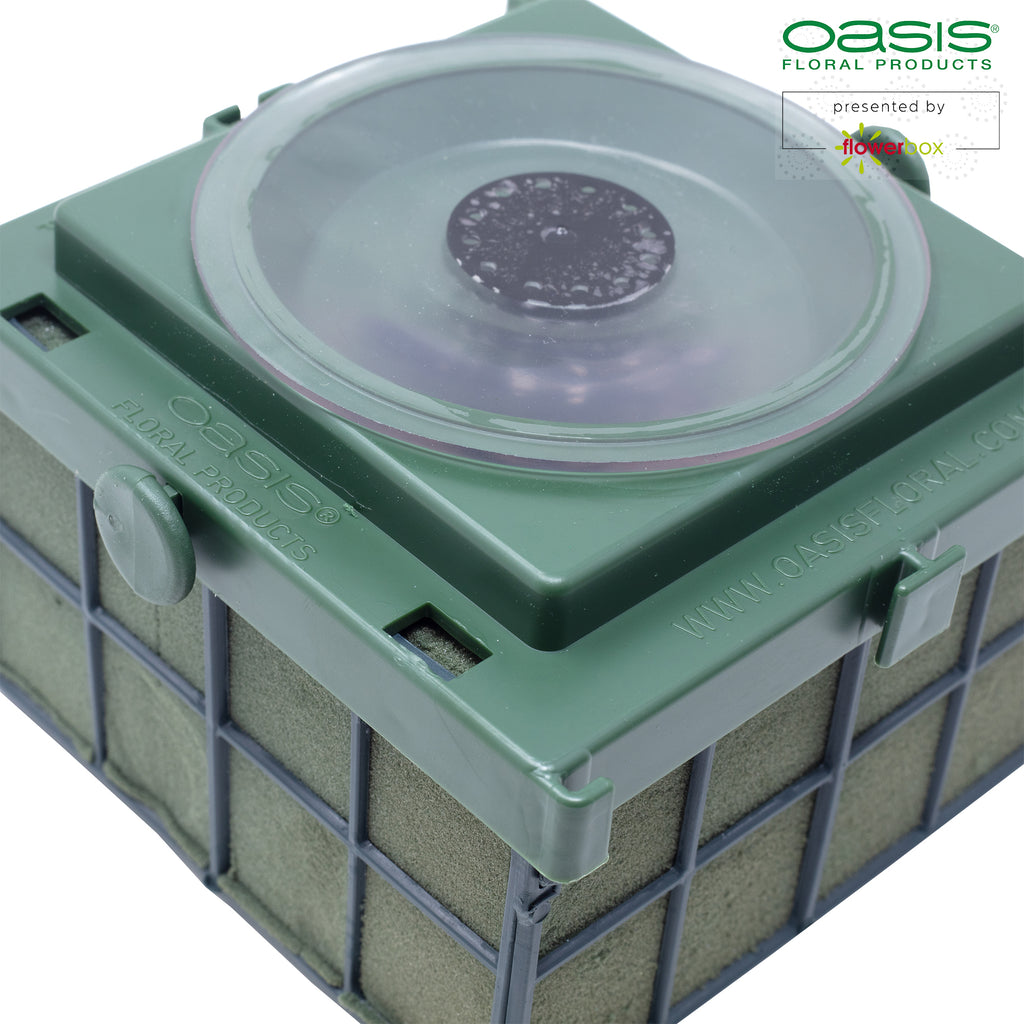 OASIS® Car Corso - 11 x 11 x 9cm - 2 pcs.