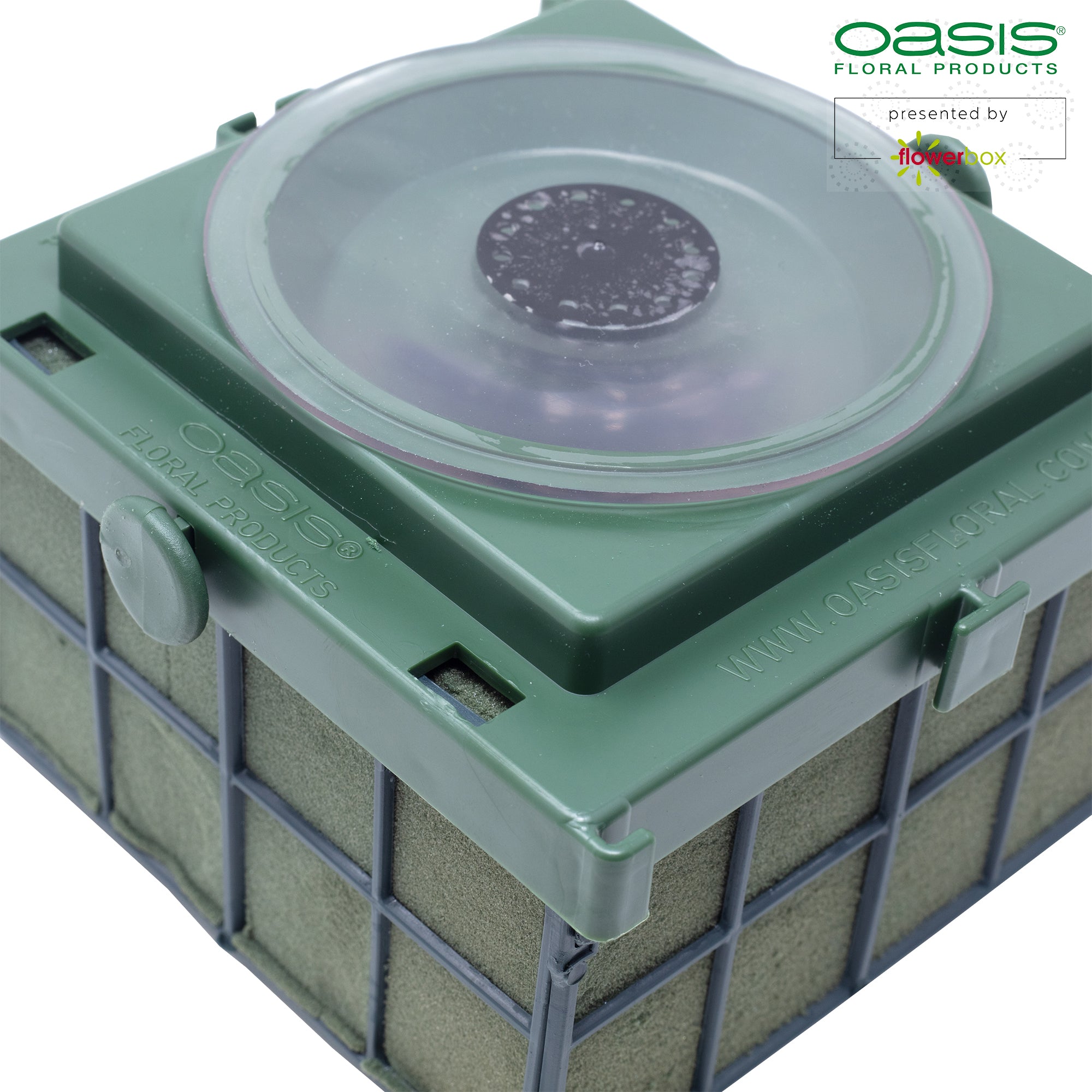 OASIS® Car Corso - 11 x 11 x 9cm - 2 pcs.