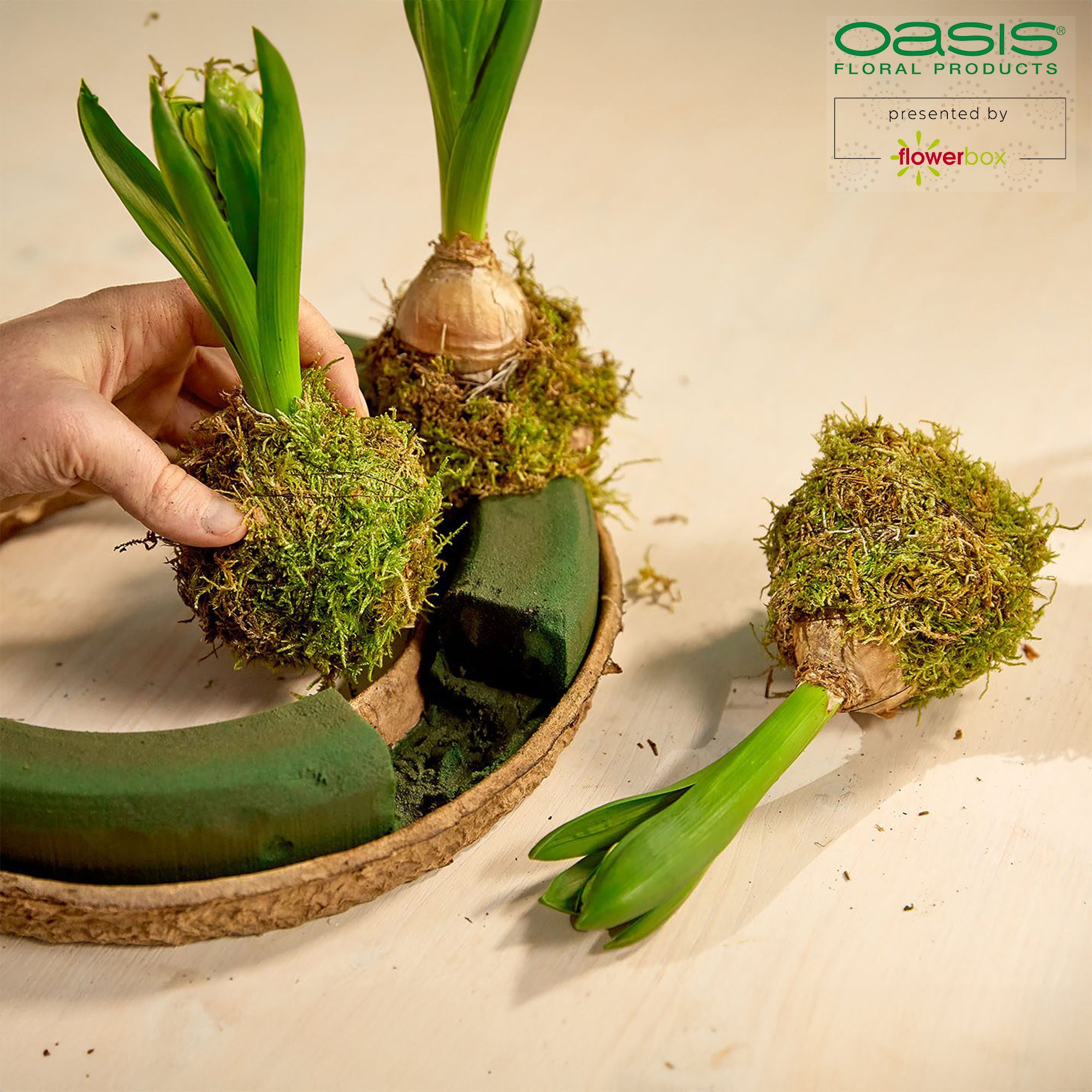 Couronne OASIS® BIOLIT® - 7 x 68 cm Ø - intérieur : 47 cm Ø - 2 pièces.