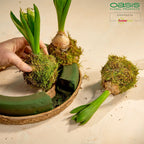 Couronne OASIS® BIOLIT® - 7 x 58 cm Ø - intérieur : 43 cm Ø - 2 pièces.