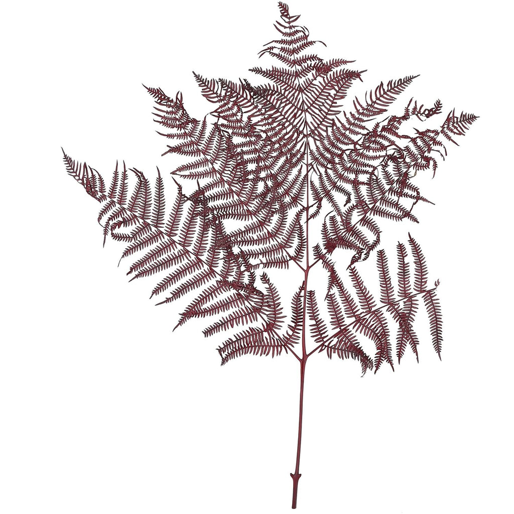 Bracken fern - 10 pieces/bunch - preserved - L60 cm, W40 cm - bordeaux