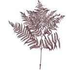 Bracken fern - 10 pieces/bunch - preserved - L60 cm, W40 cm - bordeaux
