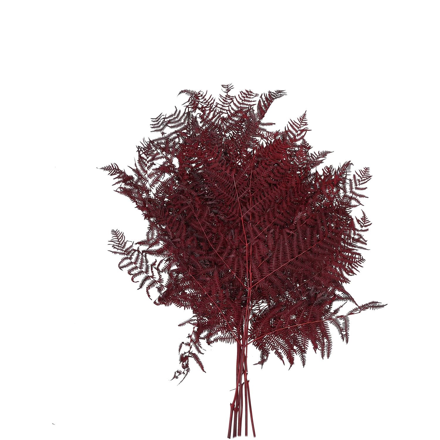 Bracken fern - 10 pieces/bunch - preserved - L60 cm, W40 cm - bordeaux