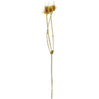 Distel - 100 g - Länge ca. 60 cm - gelb