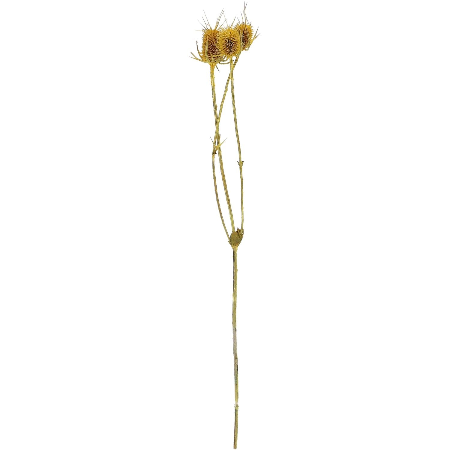 Distel - 100 g - Länge ca. 60 cm - gelb