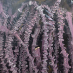 Bananastem/stiel - 50 Stück - frost-brombeer