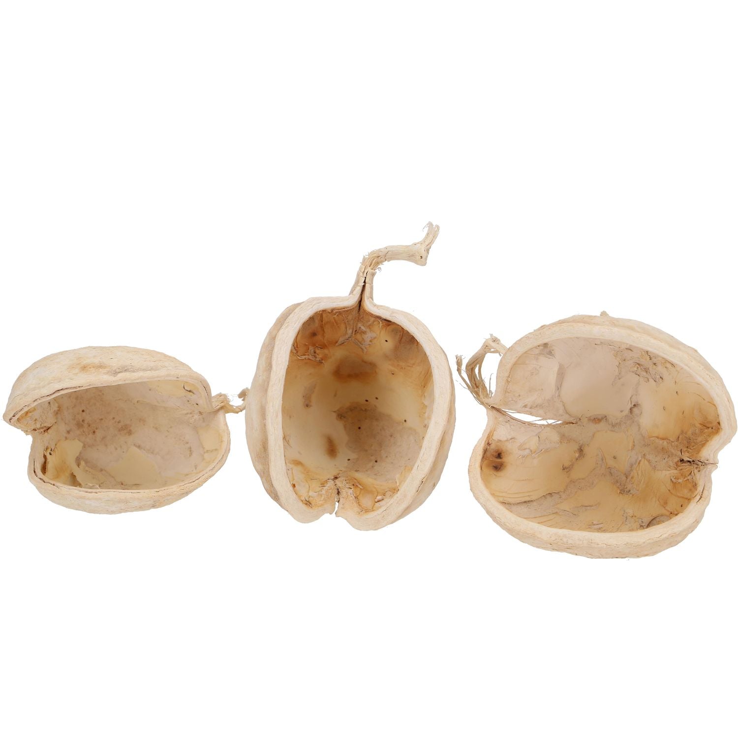 Buddanut - 20 pieces Poly - bleached