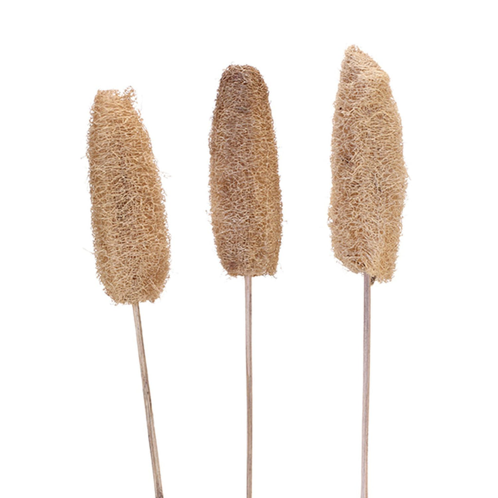 Tête de luffa sur tige - 50 pièces - Poly - naturel