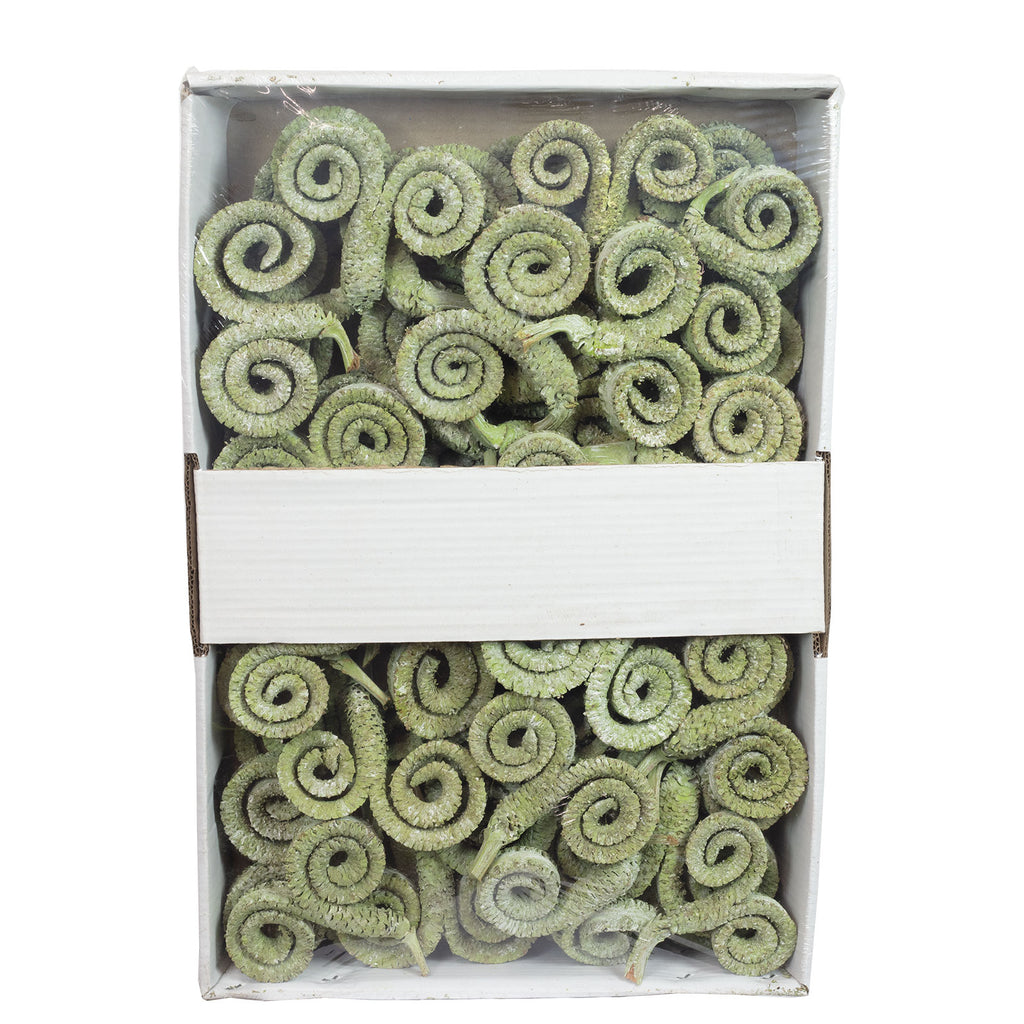 Branches mâles de palmier - 50 pièces - vert givré
