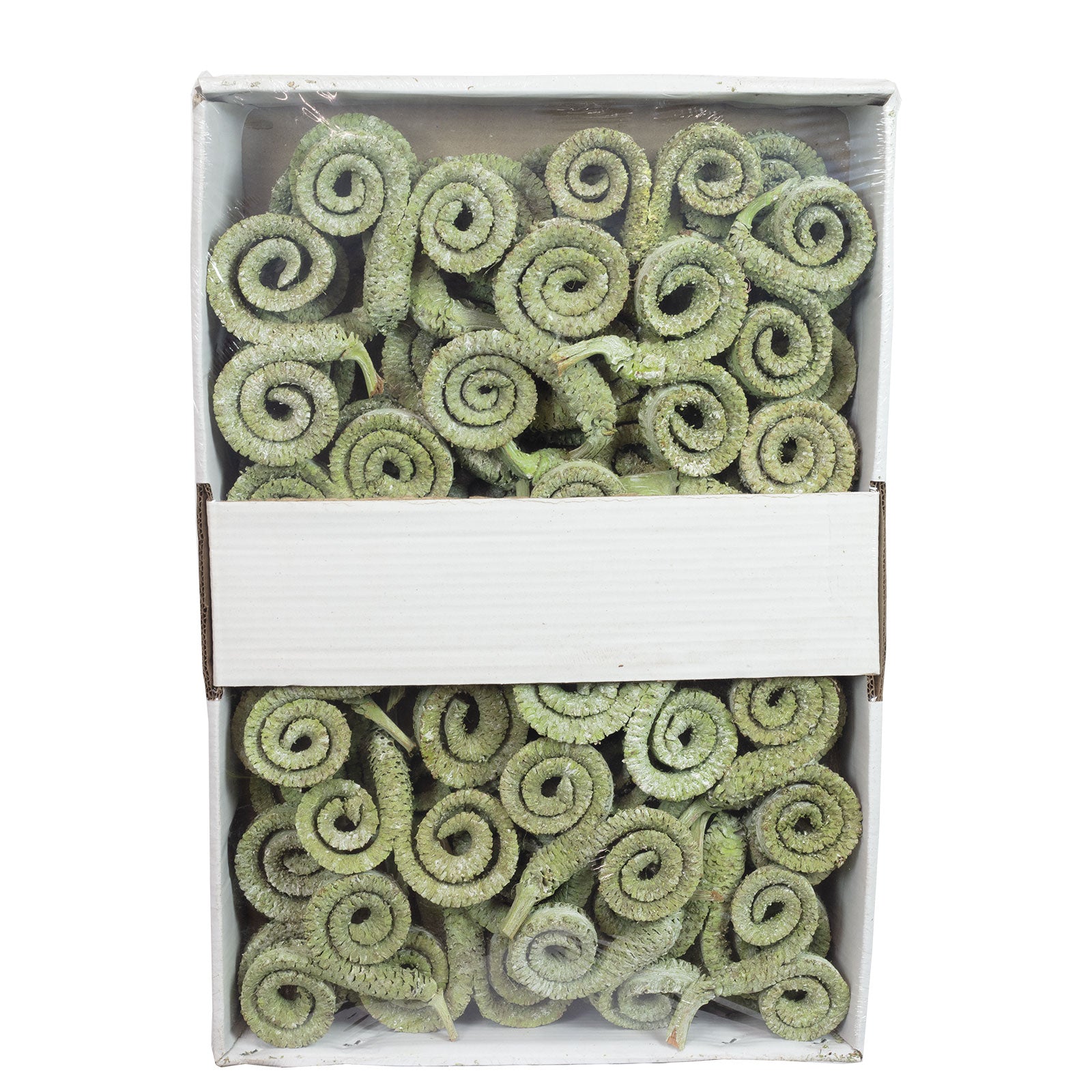 Branches mâles de palmier - 50 pièces - vert givré