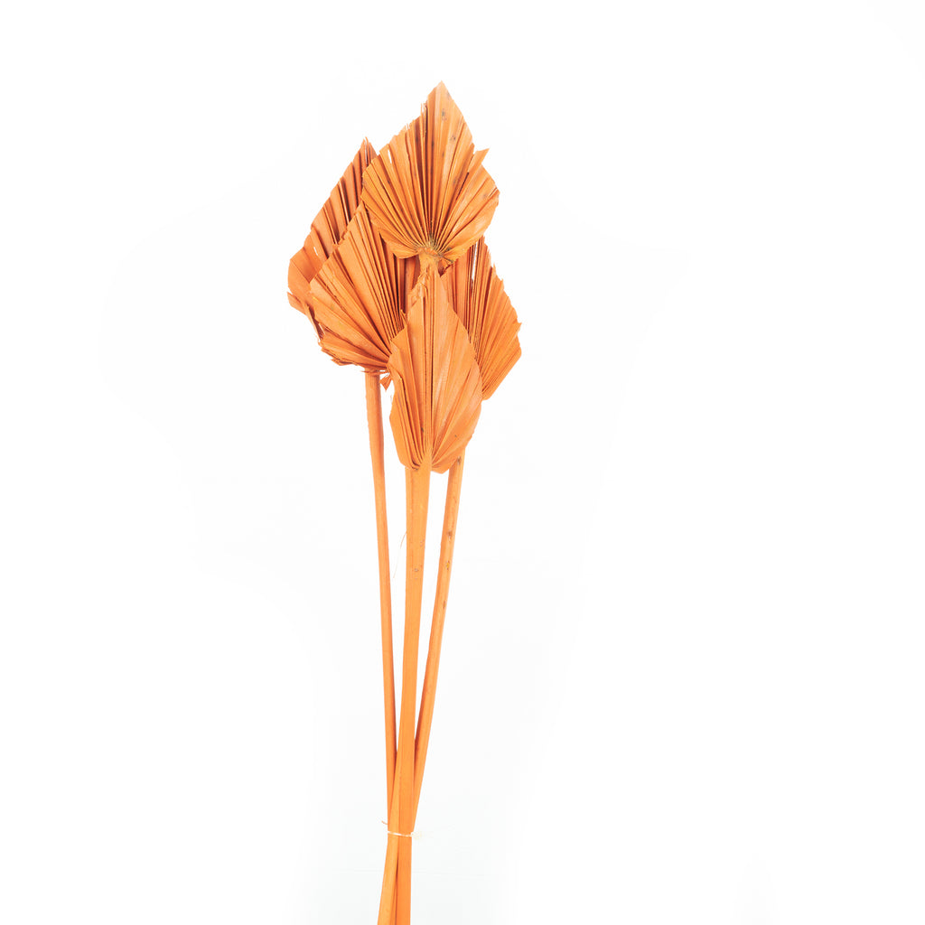 Palmspear mini - 100 Stück Beutel - curry-gelb