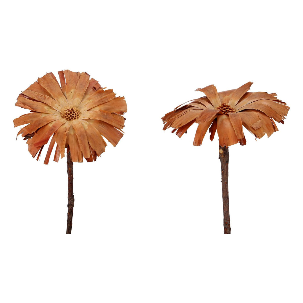 Protea Repens Rosette - groß - 30 Stück - hell