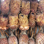 Protea Barbigera - normal - 30 pieces - pink