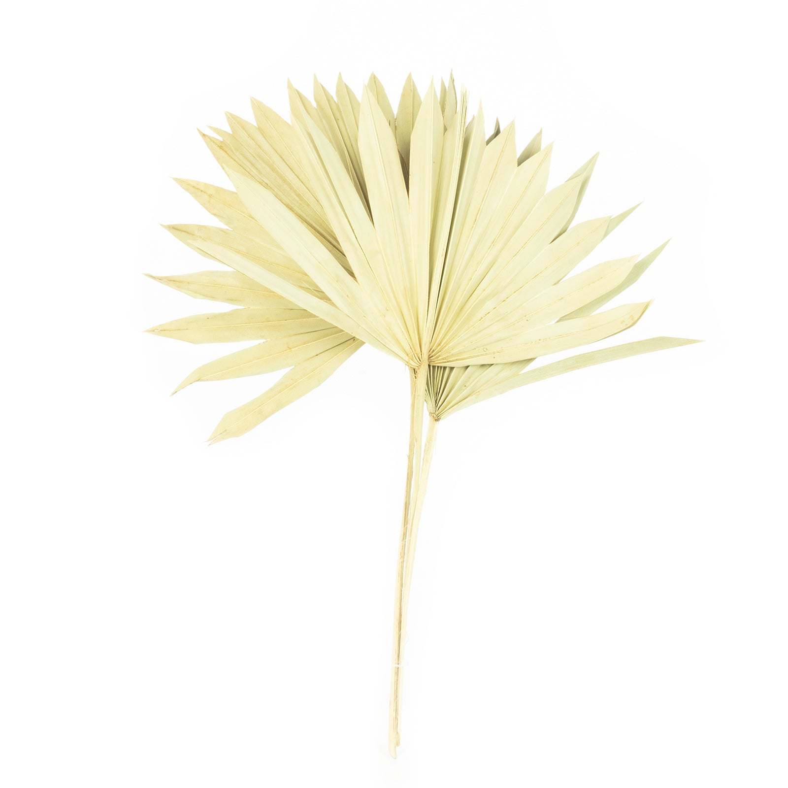 Palmsun mit Stiel - 50 Stück Beutel - natur