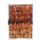 Protea Repens - large - 100 pieces - light flamed