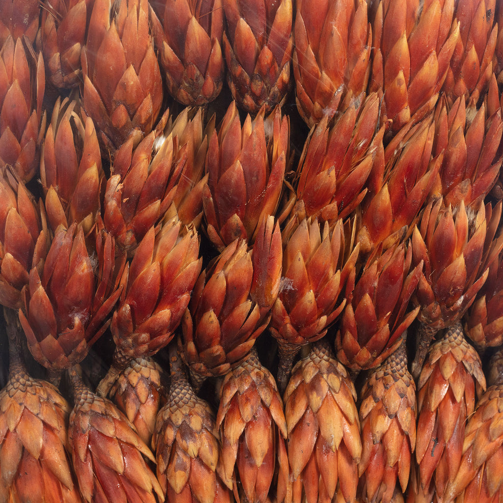 Protea Repens - large - 100 pieces - light flamed