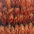 Protea Repens - large - 100 pieces - light flamed