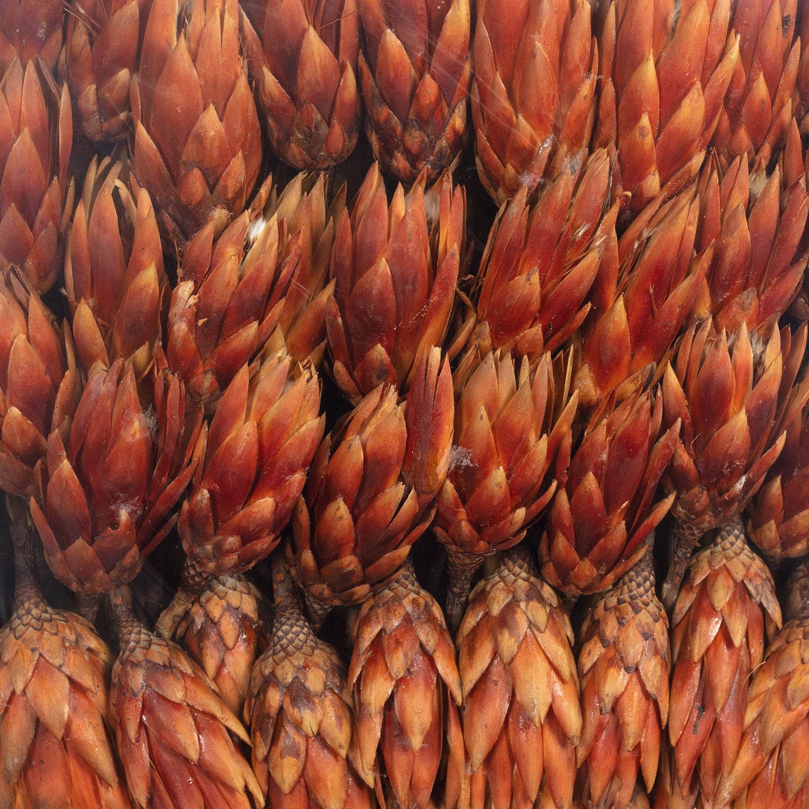 Protea Repens - large - 100 pieces - light flamed