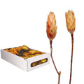 Protea Repens - grande taille - 100 pièces - crème