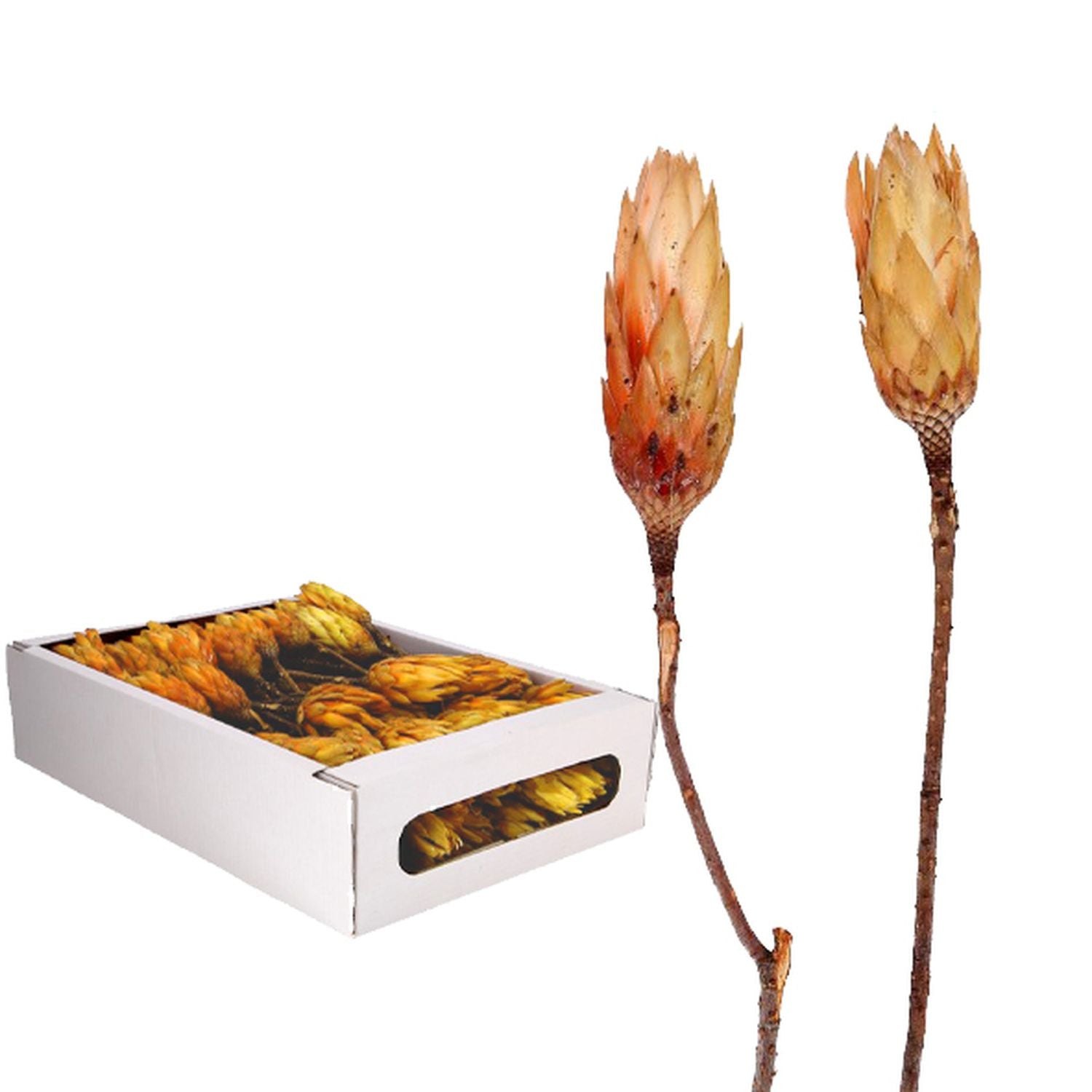Protea Repens - grande taille - 100 pièces - crème