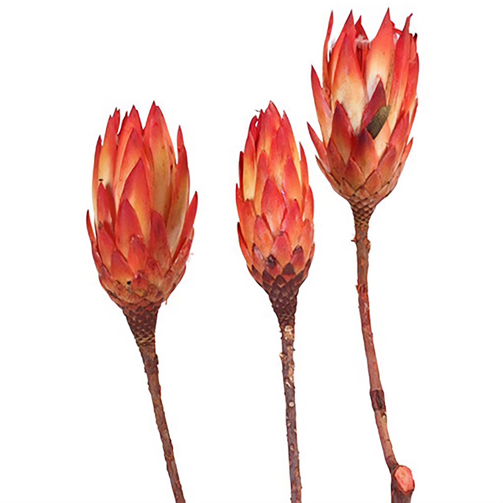 Protea Repens - grande taille - 100 pièces - rouge