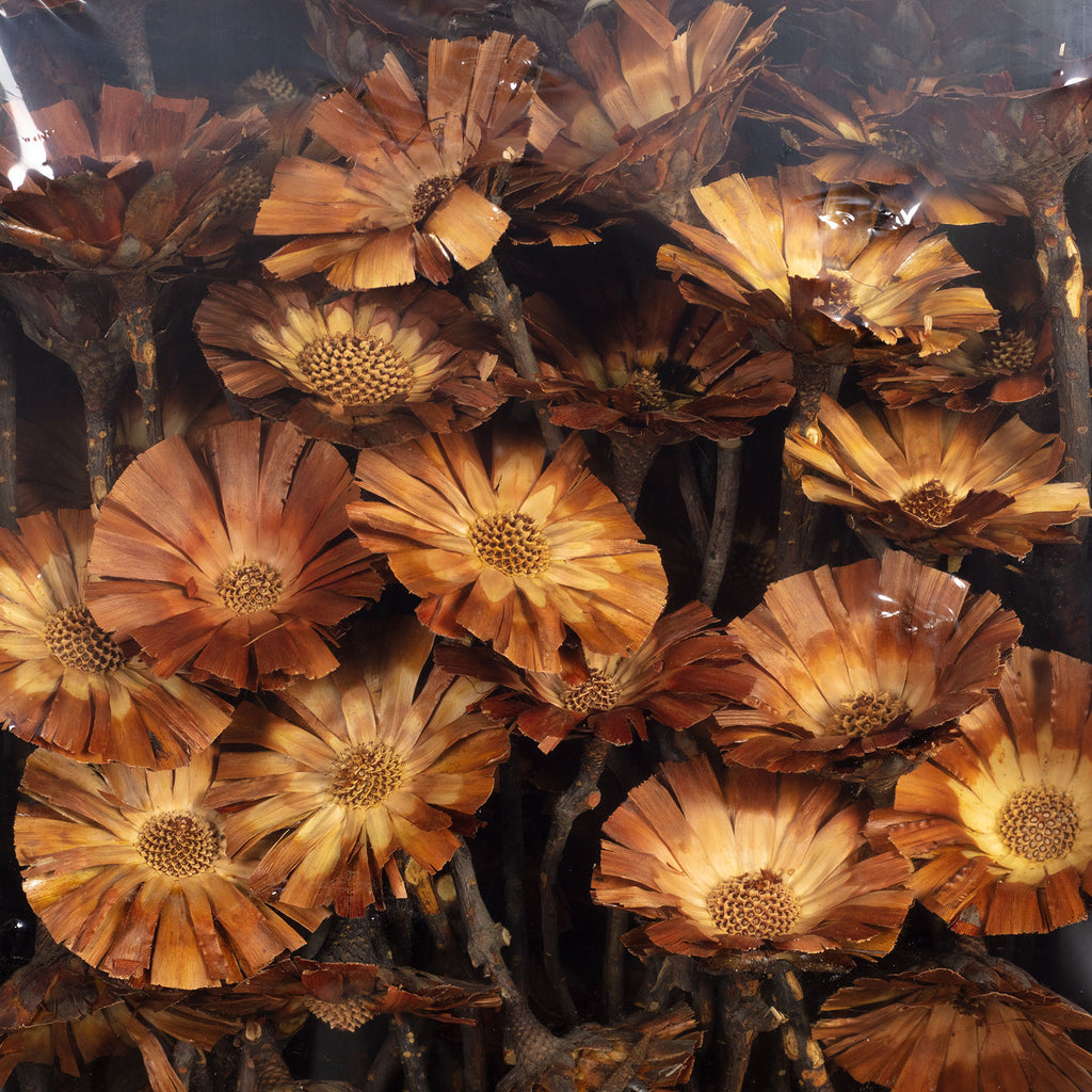 Protea Repens Rosette - 8-9 cm - approx. 100 pieces - light