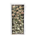 Protea Compacta Rosette - 70 pieces - frost-green
