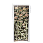 Protea Compacta Rosette - 70 pieces - frost-green