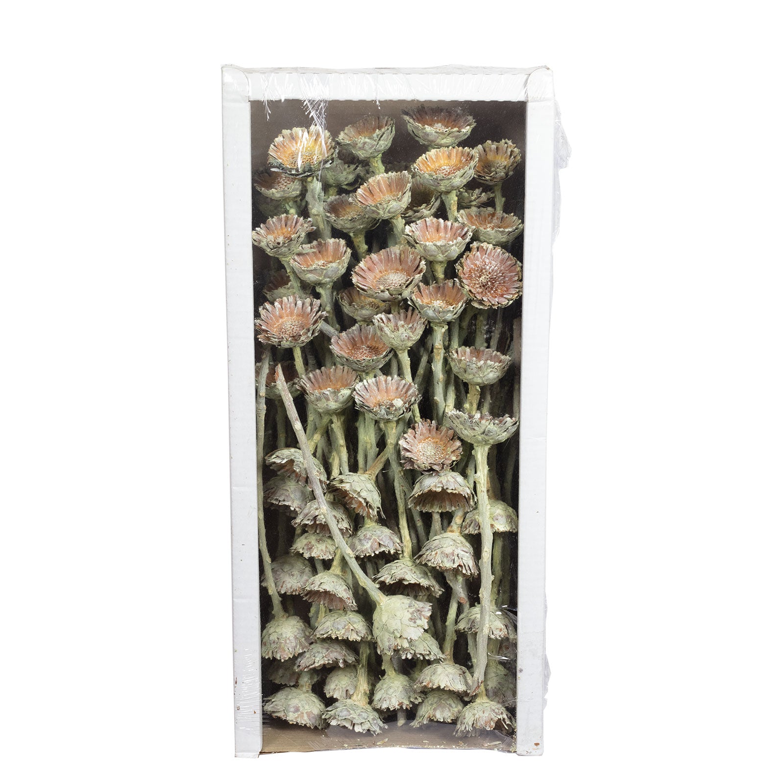 Protea Compacta Rosette - 70 pieces - frost-green