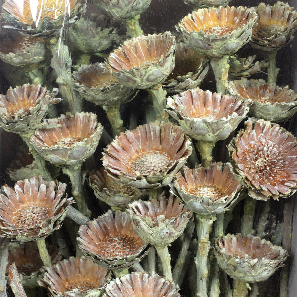 Protea Compacta Rosette - 70 pieces - frost-green