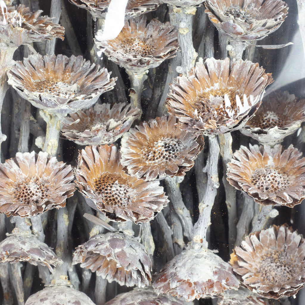 Protea Compacta Rosette - 70 pieces - frost-white