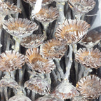 Protea Compacta Rosette - 70 pieces - frost-white