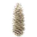 Lambertiana Zapfen - extra groß - platin