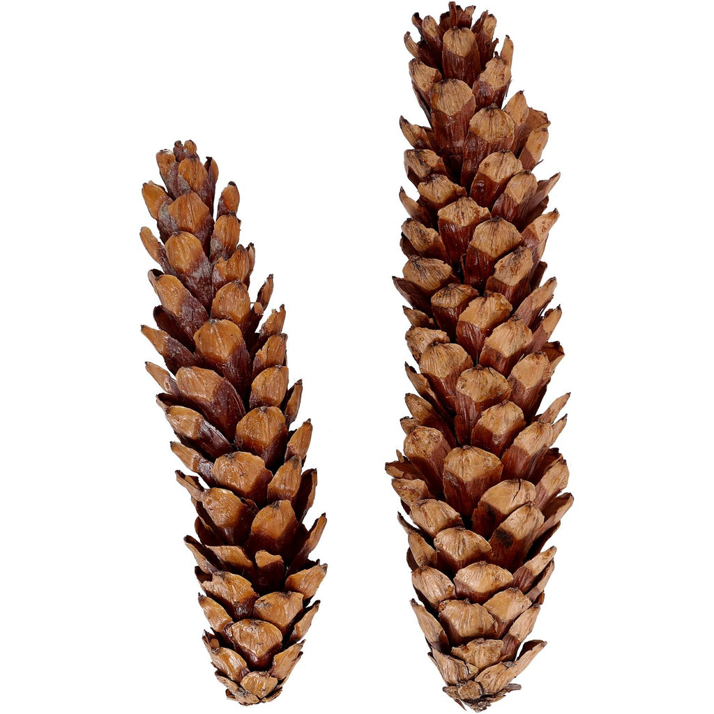Strobus excelsa - 25-32 cm - laqué - 25 pièces par sachet - naturel