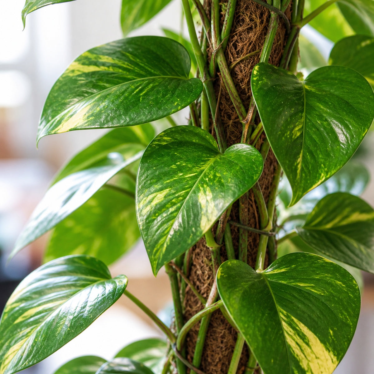 Efeutute am Moosstab - Epipremnum aureum - Höhe ca. 80 cm, Topf-Ø 19 cm