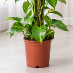 Efeutute am Moosstab - Epipremnum aureum - Höhe ca. 80 cm, Topf-Ø 19 cm